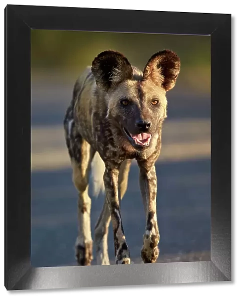 African wild dog (African hunting dog) (Cape hunting dog) (Lycaon pictus) running