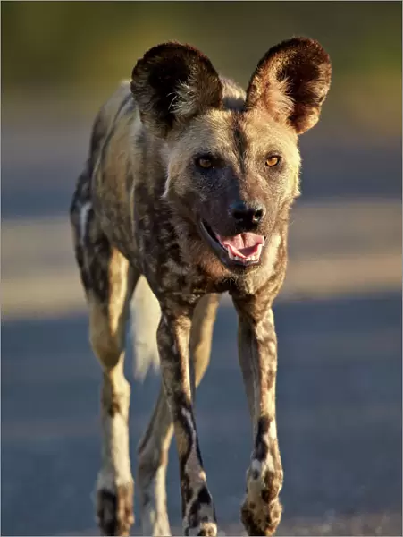 African wild dog (African hunting dog) (Cape hunting dog) (Lycaon pictus) running