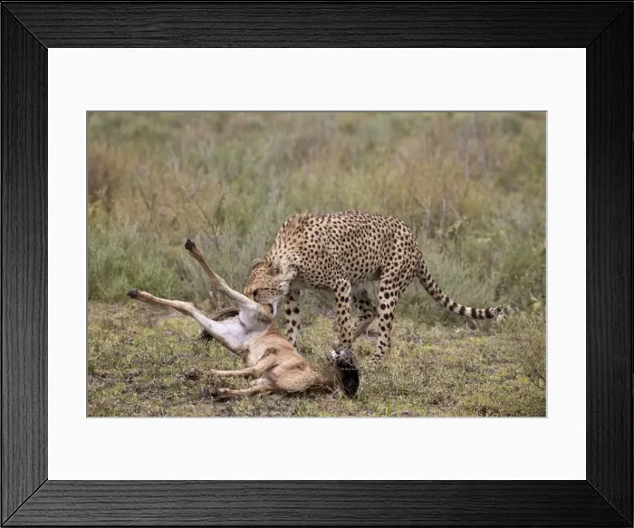 Framed Print : Male cheetah (Acinonyx jubatus) killing a newborn blue wildebeest (brindled gnu) Framed Print : Male cheetah (Acinonyx jubatus) killing a newborn blue wildebeest (brindled gnu)