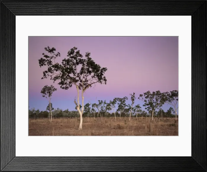 Framed Print : Eucalyptus trees, northern area, Queensland, Australia, Pacific Framed Print : Eucalyptus trees, northern area, Queensland, Australia, Pacific