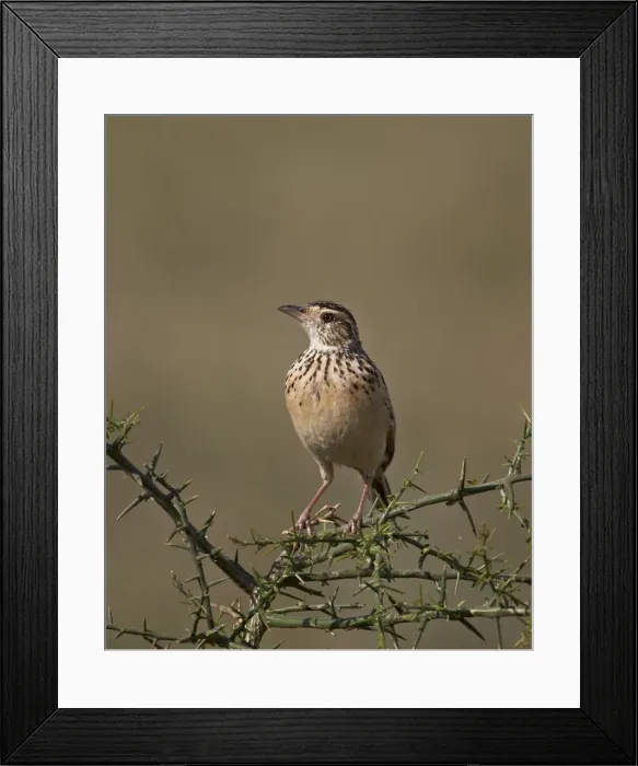 Framed Print : African pipit (grassland pipit) (grassveld pipit) (Anthus cinnamomeus), Ngorongoro