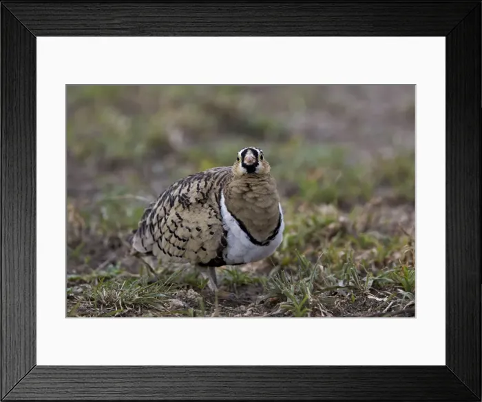 Framed Print : Black-faced sandgrouse (Pterocles decoratus), male, Ngorongoro Conservation Area Framed Print : Black-faced sandgrouse (Pterocles decoratus), male, Ngorongoro Conservation Area