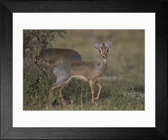 Framed Print : Kirks dik dik (Kirks dik-dik) (Madoqua kirkii), female, Ngorongoro Conservation Area Framed Print : Kirks dik dik (Kirks dik-dik) (Madoqua kirkii), female, Ngorongoro Conservation Area