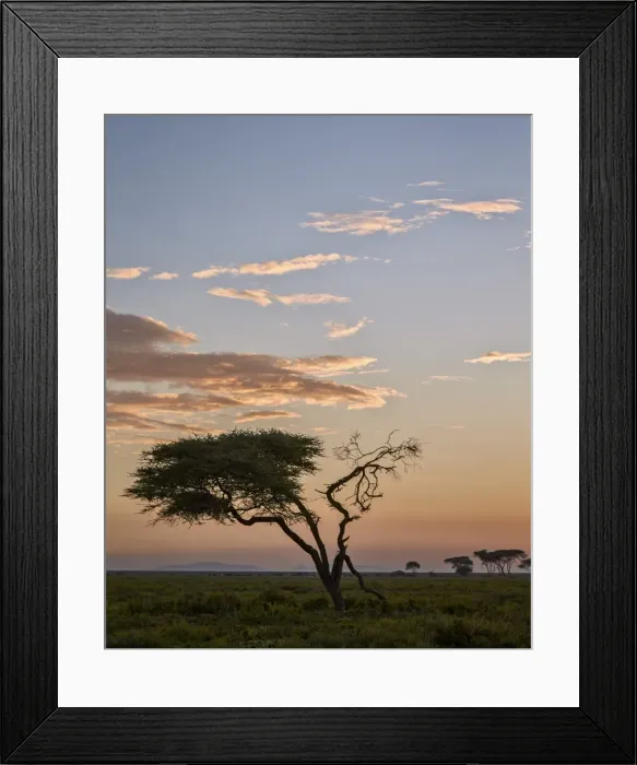 Framed Print : Acacia tree and clouds at dawn, Ngorongoro Conservation Area, UNESCO World Heritage Site Framed Print : Acacia tree and clouds at dawn, Ngorongoro Conservation Area, UNESCO World Heritage Site