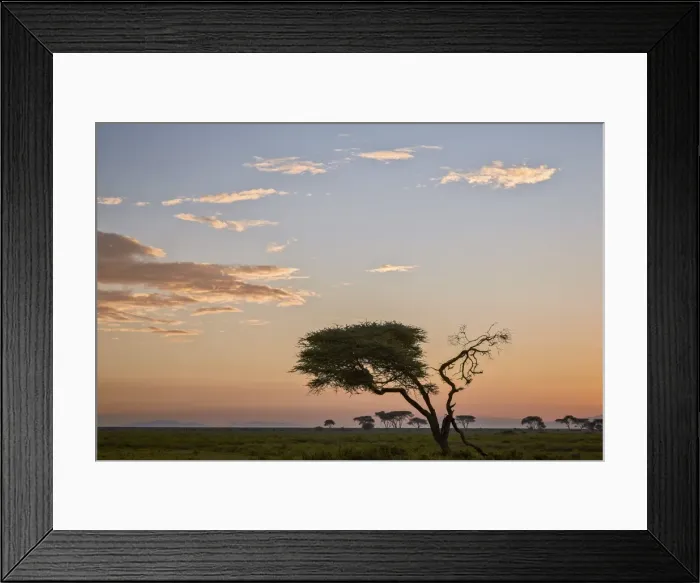 Framed Print : Acacia tree and clouds at dawn, Ngorongoro Conservation Area, UNESCO World Heritage Site Framed Print : Acacia tree and clouds at dawn, Ngorongoro Conservation Area, UNESCO World Heritage Site