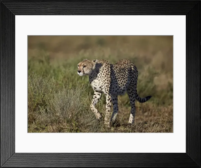 Framed Print : Cheetah (Acinonyx jubatus), Ngorongoro Conservation Area, UNESCO World Heritage Site Framed Print : Cheetah (Acinonyx jubatus), Ngorongoro Conservation Area, UNESCO World Heritage Site