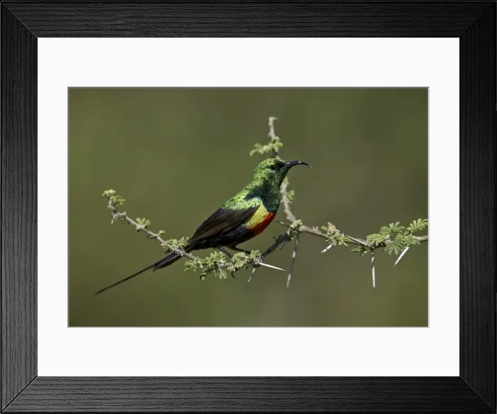 Framed Print : Beautiful sunbird (Cinnyris pulchella), male, Ngorongoro Conservation Area, UNESCO