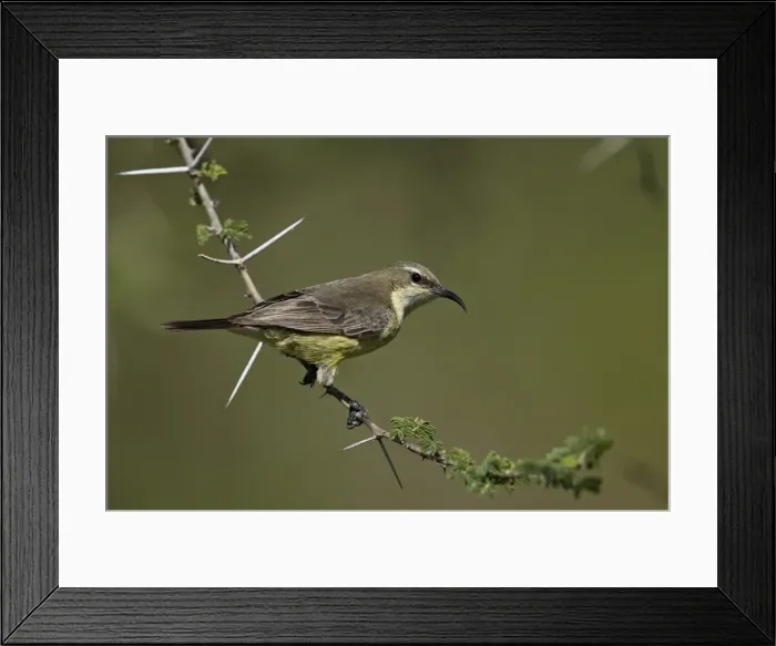 Framed Print : Beautiful sunbird (Cinnyris pulchella), female, Ngorongoro Conservation Area, UNESCO Framed Print : Beautiful sunbird (Cinnyris pulchella), female, Ngorongoro Conservation Area, UNESCO