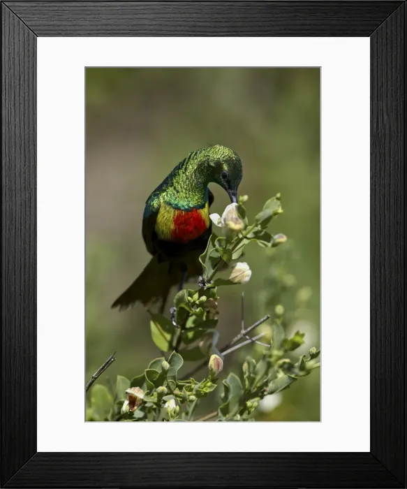 Framed Print : Beautiful sunbird (Cinnyris pulchella), female, Ngorongoro Conservation Area, UNESCO Framed Print : Beautiful sunbird (Cinnyris pulchella), female, Ngorongoro Conservation Area, UNESCO