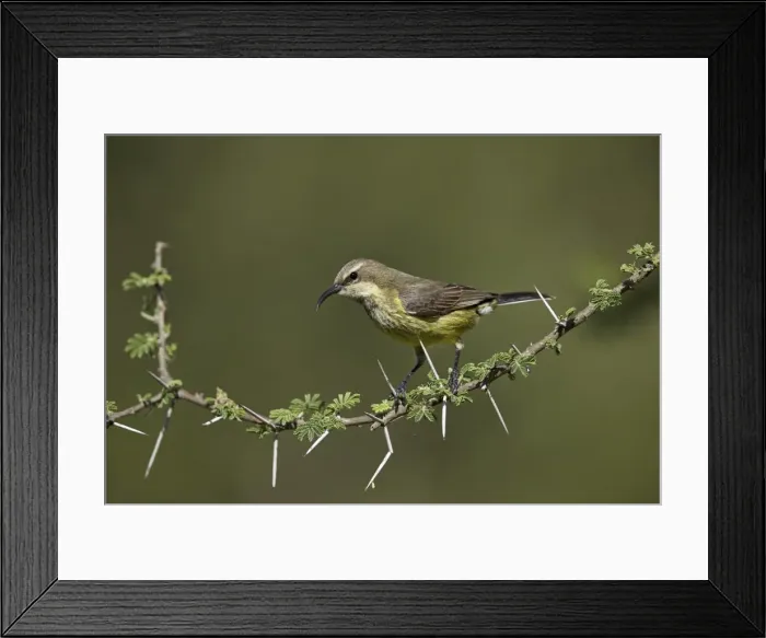 Framed Print : Beautiful sunbird (Cinnyris pulchella), female, Ngorongoro Conservation Area, UNESCO Framed Print : Beautiful sunbird (Cinnyris pulchella), female, Ngorongoro Conservation Area, UNESCO
