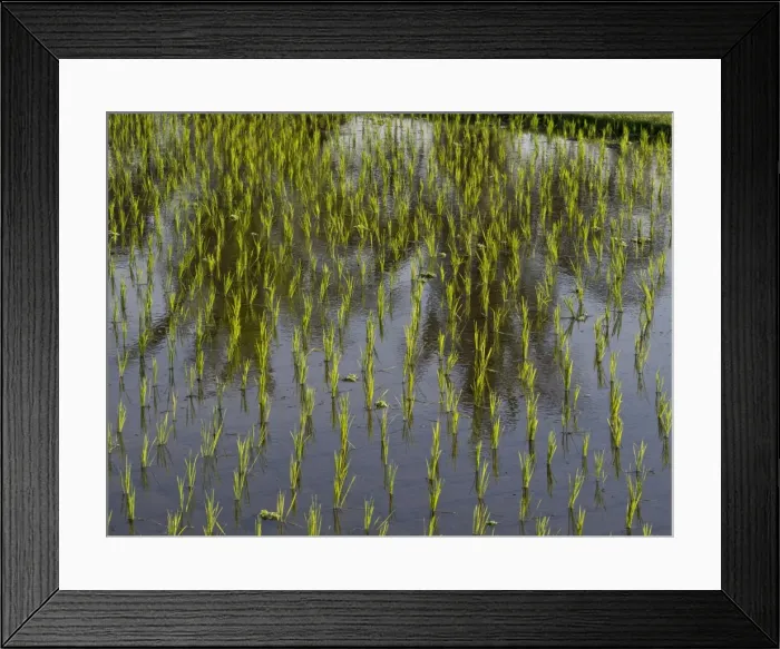 Framed Print : Rice paddy fields in the highlands in Bali, Indonesia, Southeast Asia, Asia Framed Print : Rice paddy fields in the highlands in Bali, Indonesia, Southeast Asia, Asia