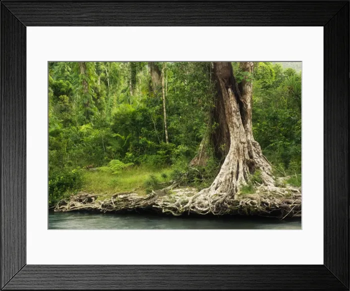Framed Print : Tree roots, Babinda Creek, part of the Tropical Rainforest World Heritage area Framed Print : Tree roots, Babinda Creek, part of the Tropical Rainforest World Heritage area