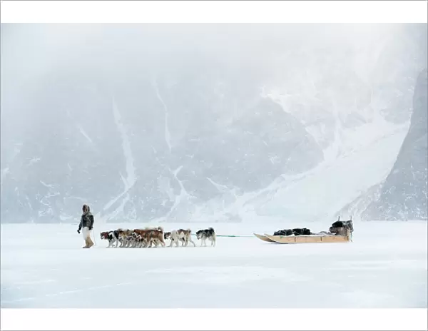 Inuit hunter walking his dog team on the sea ice in a snow storm, Greenland, Denmark