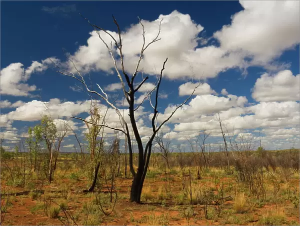 Outback scenery, Queensland, Australia, Pacific