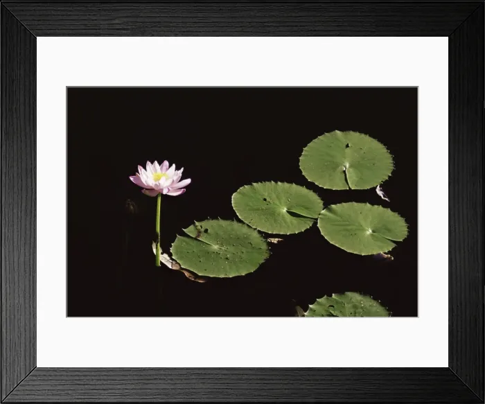 Framed Print : Water lily, Caranbirini Conservation Reserve, Queensland, Australia, Pacific Framed Print : Water lily, Caranbirini Conservation Reserve, Queensland, Australia, Pacific