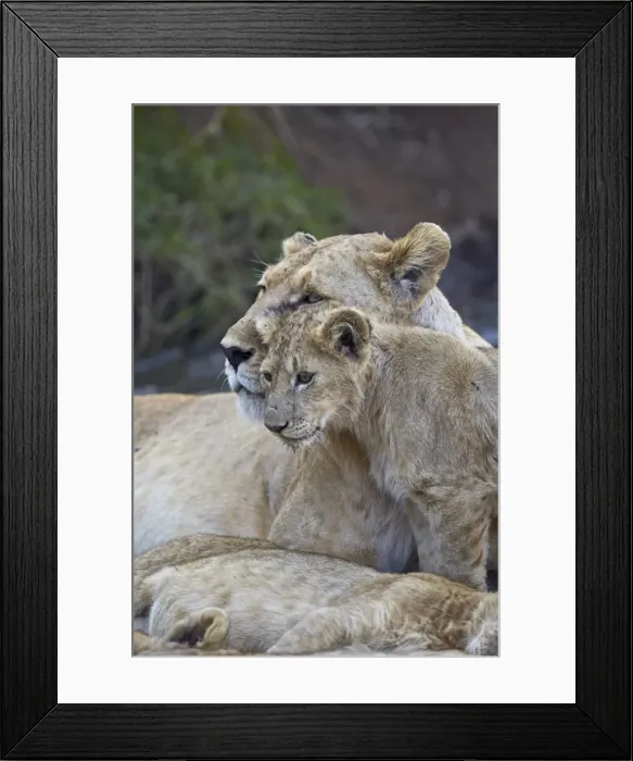 Framed Print : Lion (Panthera leo) female and cub, Ngorongoro Crater, Tanzania, East Africa, Africa Framed Print : Lion (Panthera leo) female and cub, Ngorongoro Crater, Tanzania, East Africa, Africa