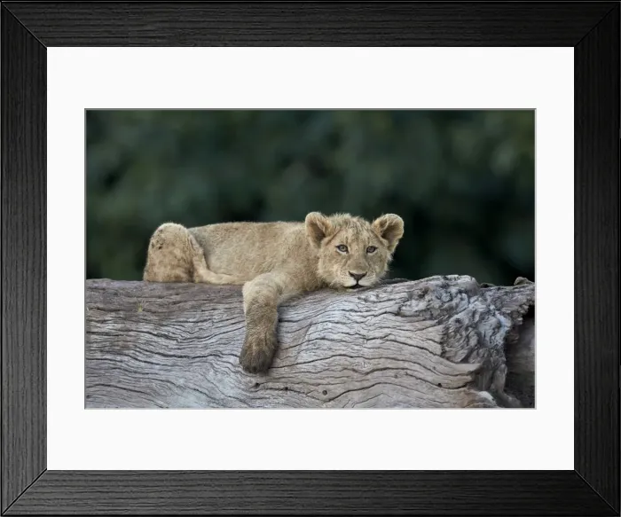 Framed Print : Lion (Panthera leo) cub on a downed tree trunk, Ngorongoro Crater, Tanzania, East Africa