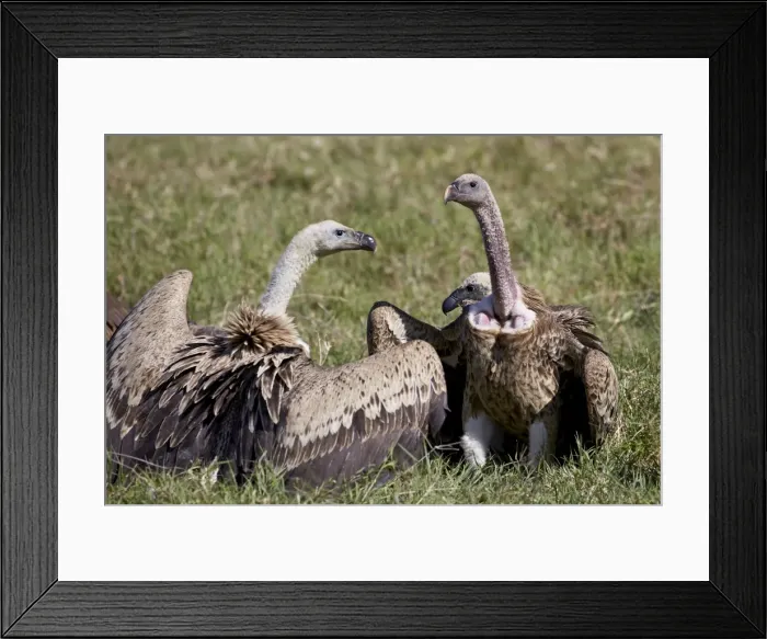 Framed Print : Ruppells griffon vultures (Gyps rueppellii), Ngorongoro Crater, Tanzania, East Africa Framed Print : Ruppells griffon vultures (Gyps rueppellii), Ngorongoro Crater, Tanzania, East Africa