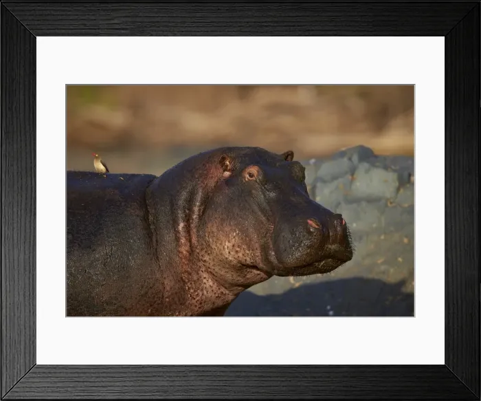 Framed Print : Hippopotamus (Hippopotamus amphibius) with a red-billed oxpecker (Buphagus erythrorhynchus) Framed Print : Hippopotamus (Hippopotamus amphibius) with a red-billed oxpecker (Buphagus erythrorhynchus)