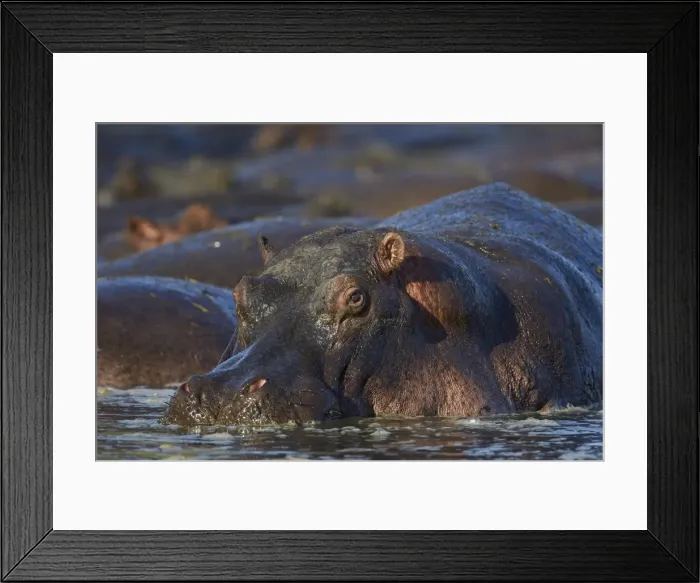 Framed Print : Hippopotamus (Hippopotamus amphibius), Serengeti National Park, Tanzania, East Africa Framed Print : Hippopotamus (Hippopotamus amphibius), Serengeti National Park, Tanzania, East Africa