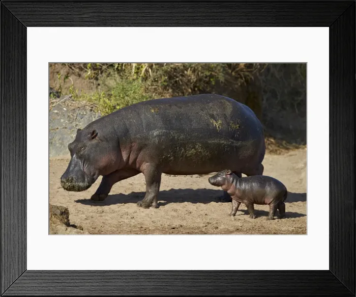 Framed Print : Hippopotamus (Hippopotamus amphibius) mother and baby out of the water, Serengeti National Park Framed Print : Hippopotamus (Hippopotamus amphibius) mother and baby out of the water, Serengeti National Park