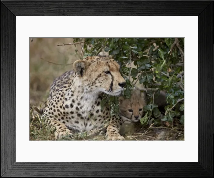 Framed Print : Cheetah (Acinonyx jubatus) mother and cub, about a month old, Serengeti National Park