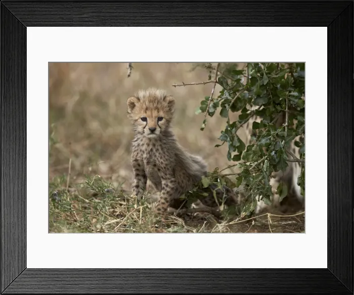 Framed Print : Cheetah (Acinonyx jubatus) cub about a month old, Serengeti National Park, Tanzania Framed Print : Cheetah (Acinonyx jubatus) cub about a month old, Serengeti National Park, Tanzania