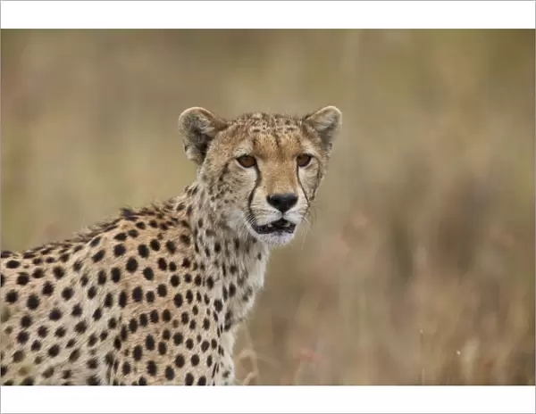 Cheetah (Acinonyx jubatus), Serengeti National Park, Tanzania, East Africa, Africa