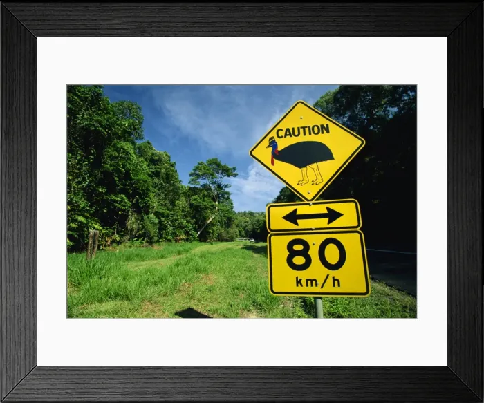 Framed Print : Warning road sign for cassowaries near Mission Beach on the northeast coast of Queensland Framed Print : Warning road sign for cassowaries near Mission Beach on the northeast coast of Queensland