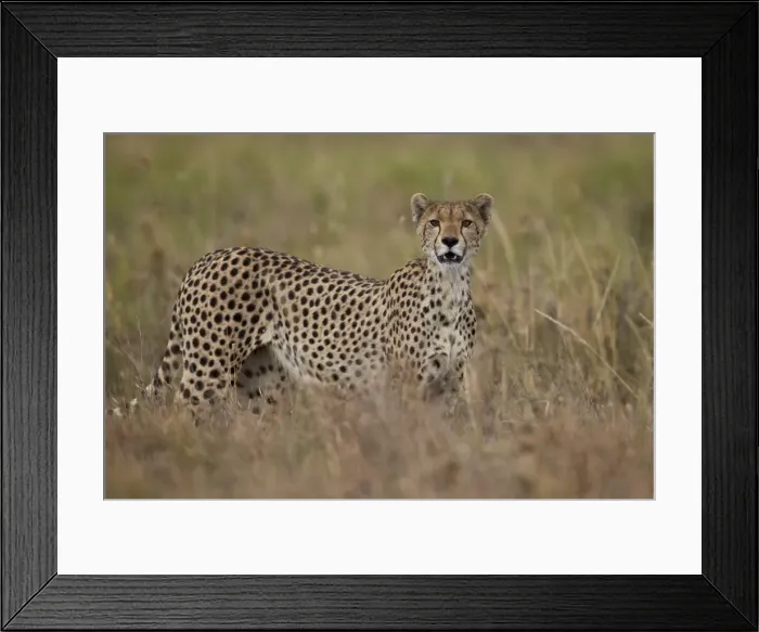 Framed Print : Cheetah (Acinonyx jubatus), Serengeti National Park, Tanzania, East Africa, Africa Framed Print : Cheetah (Acinonyx jubatus), Serengeti National Park, Tanzania, East Africa, Africa