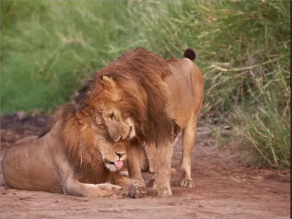 Two lions (Panthera leo), Serengeti National Park, Tanzania, East Africa, Africa