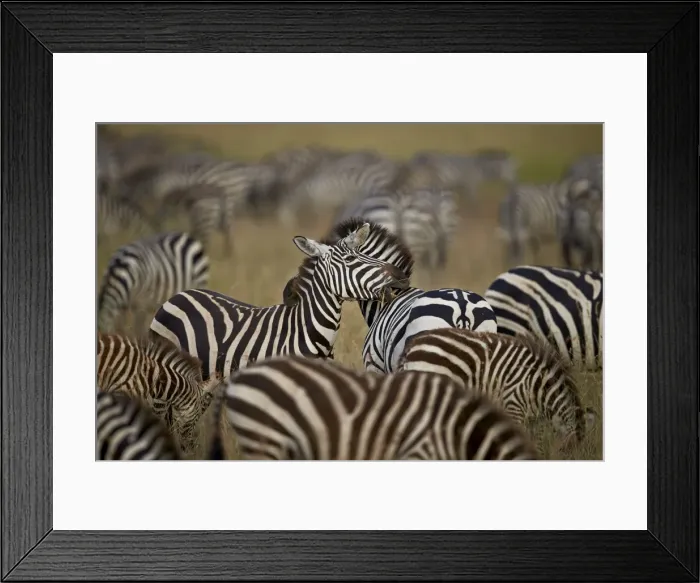 Framed Print : Common zebra (plains zebra) (Burchells zebr) (Equus burchelli) herd, Serengeti National Park Framed Print : Common zebra (plains zebra) (Burchells zebr) (Equus burchelli) herd, Serengeti National Park