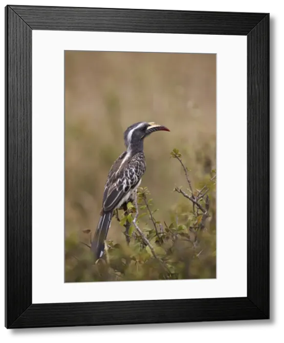 Framed Print : African grey hornbill (African gray hornbill) (Tockus nasutus), female, Serengeti National Park Framed Print : African grey hornbill (African gray hornbill) (Tockus nasutus), female, Serengeti National Park