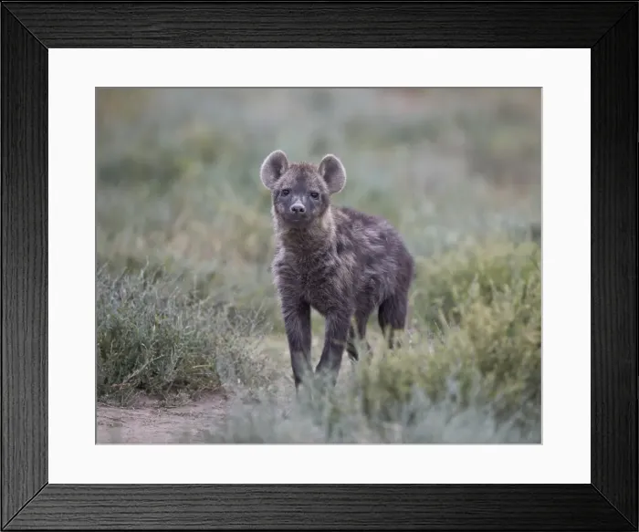 Framed Print : Spotted hyena (spotted hyaena) (Crocuta crocuta) juvenile, Serengeti National Park Framed Print : Spotted hyena (spotted hyaena) (Crocuta crocuta) juvenile, Serengeti National Park