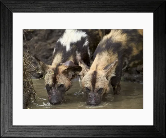 Framed Print : Two African wild dogs (African hunting dog) (Cape hunting dog) (Lycaon pictus) drinking Framed Print : Two African wild dogs (African hunting dog) (Cape hunting dog) (Lycaon pictus) drinking