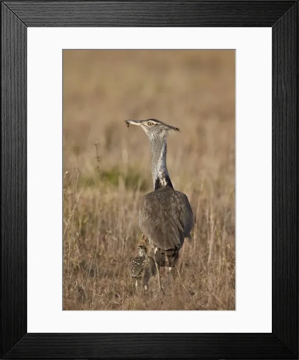 Framed Print : Kori bustard (Ardeotis kori) adult and ckick, Ngorongoro Conservation Area, Tanzania