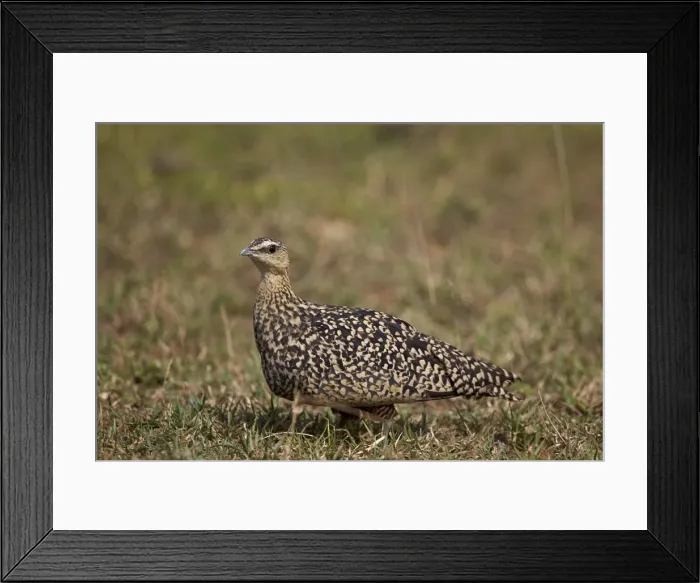 Framed Print : Yellow-throated sandgrouse (Pterocles gutturalis), female, Serengeti National Park Framed Print : Yellow-throated sandgrouse (Pterocles gutturalis), female, Serengeti National Park