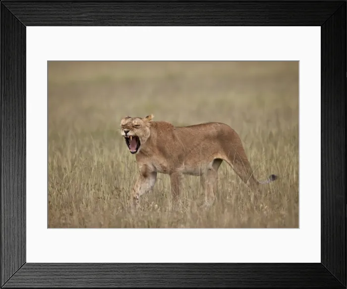 Framed Print : Lioness (Panthera leo) yawning in tall grass, Serengeti National Park, Tanzania, East Africa Framed Print : Lioness (Panthera leo) yawning in tall grass, Serengeti National Park, Tanzania, East Africa