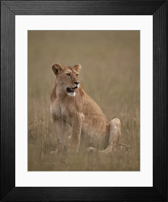 Framed Print : Lioness (Panthera leo), Serengeti National Park, Tanzania, East Africa, Africa Framed Print : Lioness (Panthera leo), Serengeti National Park, Tanzania, East Africa, Africa