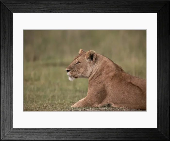 Framed Print : Lioness (Panthera leo), Serengeti National Park, Tanzania, East Africa, Africa