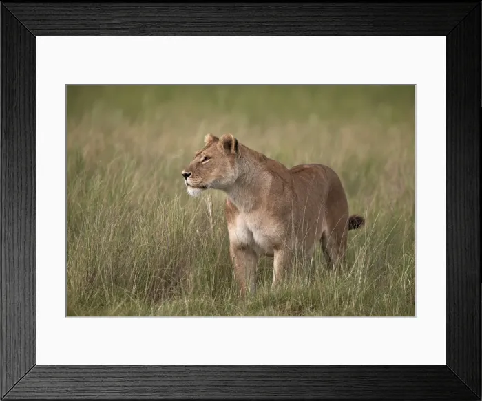 Framed Print : Lion (Panthera leo) female (lioness) in tall grass, Serengeti National Park, Tanzania Framed Print : Lion (Panthera leo) female (lioness) in tall grass, Serengeti National Park, Tanzania
