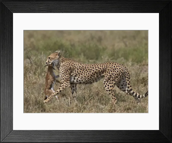 Framed Print : Cheetah (Acinonyx jubatus) carrying a Thomsons gazelle (Gazella thomsonii) calf Framed Print : Cheetah (Acinonyx jubatus) carrying a Thomsons gazelle (Gazella thomsonii) calf