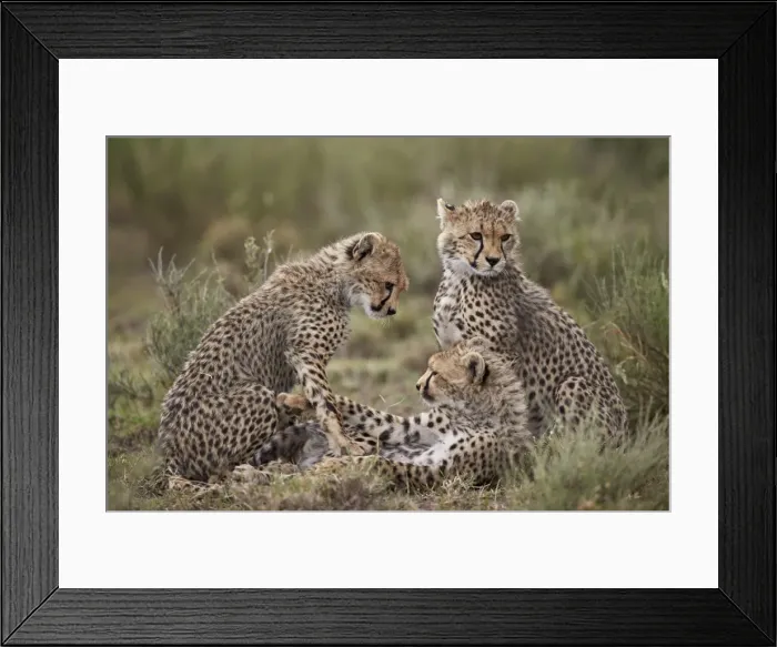 Framed Print : Cheetah (Acinonyx jubatus) cubs, Serengeti National Park, Tanzania, East Africa, Africa