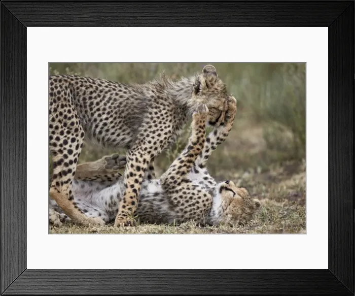 Framed Print : Cheetah (Acinonyx jubatus) cubs playing, Serengeti National Park, Tanzania, East Africa Framed Print : Cheetah (Acinonyx jubatus) cubs playing, Serengeti National Park, Tanzania, East Africa