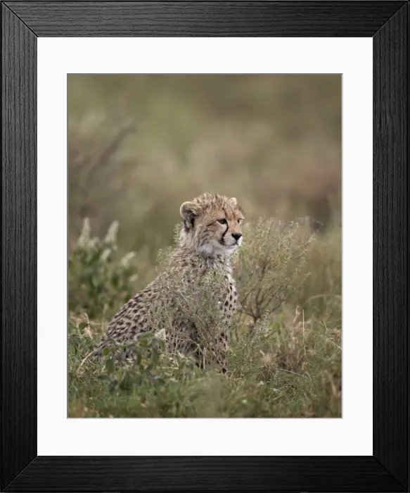 Framed Print : Cheetah (Acinonyx jubatus) cub, Serengeti National Park, Tanzania, East Africa, Africa Framed Print : Cheetah (Acinonyx jubatus) cub, Serengeti National Park, Tanzania, East Africa, Africa