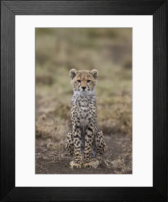 Framed Print : Cheetah (Acinonyx jubatus) cub, Serengeti National Park, Tanzania, East Africa, Africa Framed Print : Cheetah (Acinonyx jubatus) cub, Serengeti National Park, Tanzania, East Africa, Africa
