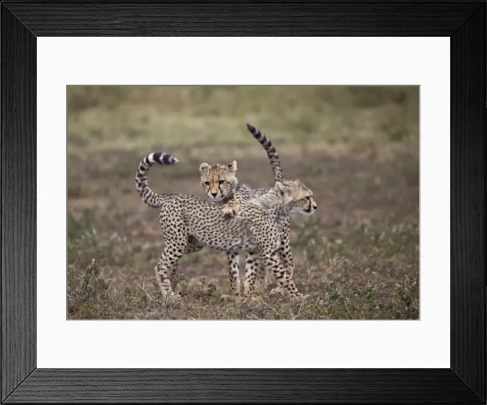Framed Print : Cheetah (Acinonyx jubatus) cubs playing, Serengeti National Park, Tanzania, East Africa Framed Print : Cheetah (Acinonyx jubatus) cubs playing, Serengeti National Park, Tanzania, East Africa