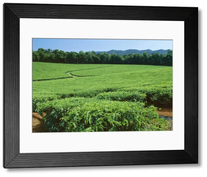 Framed Print : Tea plantation by the Palmerston Highway, near Nerada, Atherton Tableland Framed Print : Tea plantation by the Palmerston Highway, near Nerada, Atherton Tableland