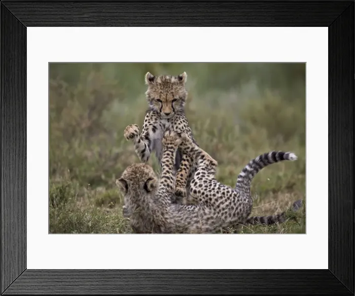 Framed Print : Cheetah (Acinonyx jubatus) cubs playing, Serengeti National Park, Tanzania, East Africa Framed Print : Cheetah (Acinonyx jubatus) cubs playing, Serengeti National Park, Tanzania, East Africa