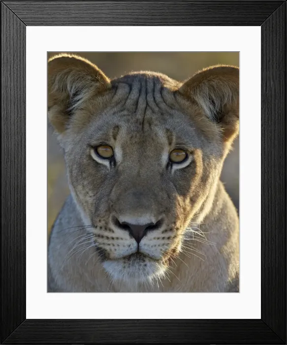 Framed Print : Lioness (Panthera leo), Kgalagadi Transfrontier Park, encompassing the former Kalahari Framed Print : Lioness (Panthera leo), Kgalagadi Transfrontier Park, encompassing the former Kalahari